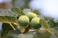 Figs - ficus carica Royalty Free Stock Photo