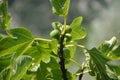 Figs Fig, Fig tree, Ficus carica L. Royalty Free Stock Photo