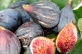 Figs on fig leaf Royalty Free Stock Photo