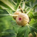 Figs on the fig tree. Royalty Free Stock Photo