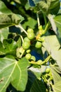 Figs on a fig tree