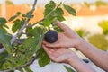 Figs on the fig tree