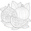 Figs. Fruit.Coloring book antistress for children and adults
