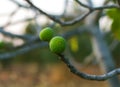 Figs tree Royalty Free Stock Photo