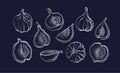 Figs fruit set. Vector illustration. Texture sign