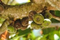 Figs fruit on a tree in orchard closeup Royalty Free Stock Photo