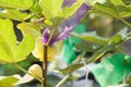 Figs fruit in wrapping bag