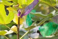 Figs fruit in wrapping bag