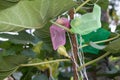 Figs fruit in wrapping bag