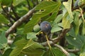 Figs growing on tree Royalty Free Stock Photo
