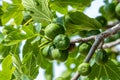 Figs growing on a tree Royalty Free Stock Photo