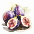 Figs. Isolated fruit on white background. Watercolor illustration. Royalty Free Stock Photo