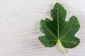 Figs Leaf Similar To Maple Leaf