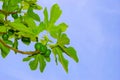 Figs and leaves on blue sky