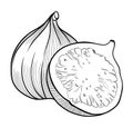 figs line illustration isolated