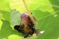 Bees and a fig fruit