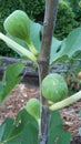 Figs organic gardening figs growing organically