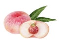 Pink figs peach fruit watercolor isolated on white background