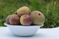 Figs photo in a pot with green gross background Royalty Free Stock Photo