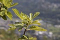 Figs plant full of green leaves during summer