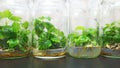 Figs plant tissue culture bottles.