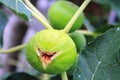 Closeup photo with mature figs seen in Pomorie, Bulgaria