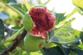 Closeup photo with mature figs seen in Pomorie, Bulgaria