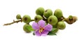 Figs. Purple, health. Royalty Free Stock Photo