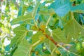 Figs ripening on a branch in a shady corner of a garden.Fig tree. Ripe fig fruits on tree branch.Green figs in a sunny