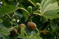 Figs ripening on a fig tree in rural Portugal Royalty Free Stock Photo