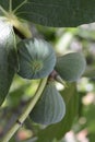 Figs Ripening on the Tree Royalty Free Stock Photo