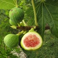 Figs on tree