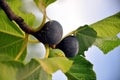 Figs on a tree