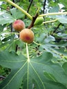 Figs in tree