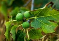 Figs tree Royalty Free Stock Photo