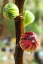 Figs tree with its ripened fruit. Royalty Free Stock Photo
