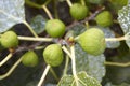 Figs in the tree with out of focus green background Royalty Free Stock Photo