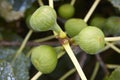 Figs in the tree with out of focus green background Royalty Free Stock Photo