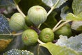 Figs in the tree with out of focus green background Royalty Free Stock Photo