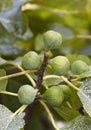 Figs in the tree with out of focus green background Royalty Free Stock Photo