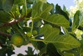 Figs tree in the park.