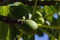 Figs tree in the park.