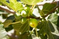 Figs tree Royalty Free Stock Photo