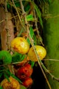 figs that vary from light green to half-ripe yellow and perfectly ripe red