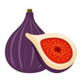 Figs vector.Fresh figs illustration. Royalty Free Stock Photo