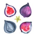 Figs. Watercolor exotic fruit. Hand drawn illustration