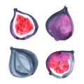 Figs. Watercolor exotic fruit. Hand drawn illustration