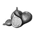 Figs watercolor hand drawn fruit. Monochrome. Sketch art.