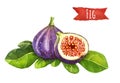 Figs, watercolor illustration, clipping path included