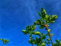 Figs fruit heaven green cloud plants fruits